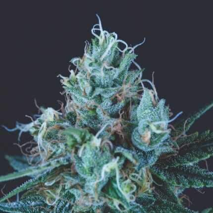 Ice Cream - Pyramid Seeds