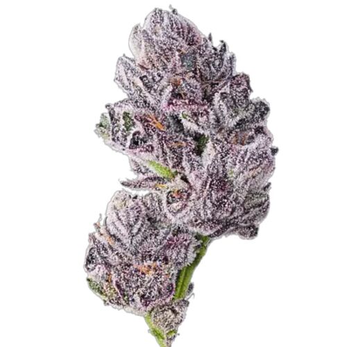 Iced Sangria Triploid - Growers Choice