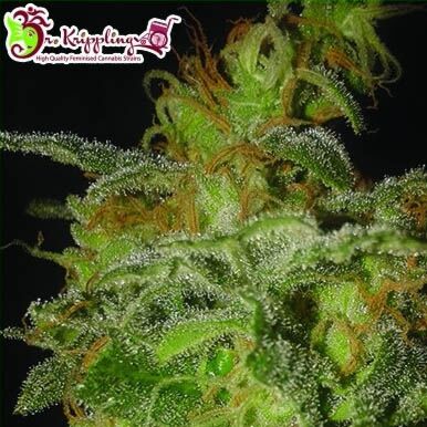 Incredible Bulk Auto - Dr Krippling