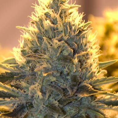 Jack Herer Auto - Bulldog Seeds