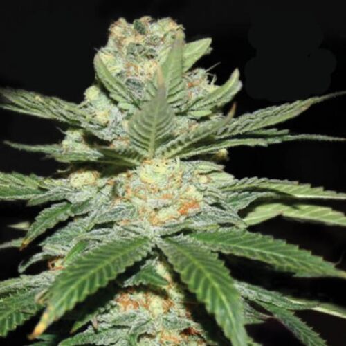 Jack Herer - Kera Seeds