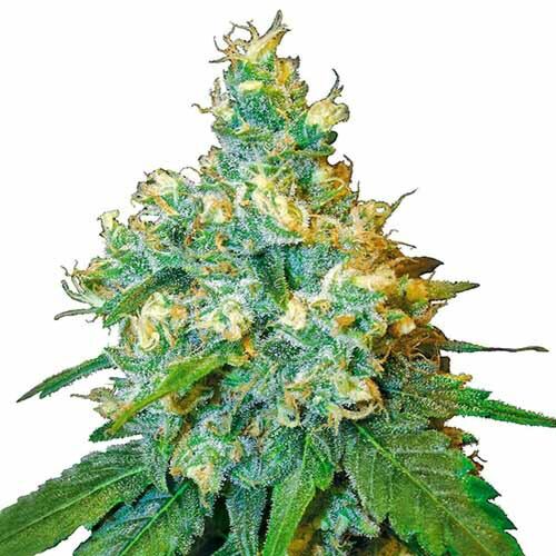 Jack Herer - Sensi Seeds