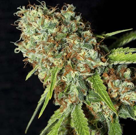 Jamaican Dream CBD - Eva Female Seeds