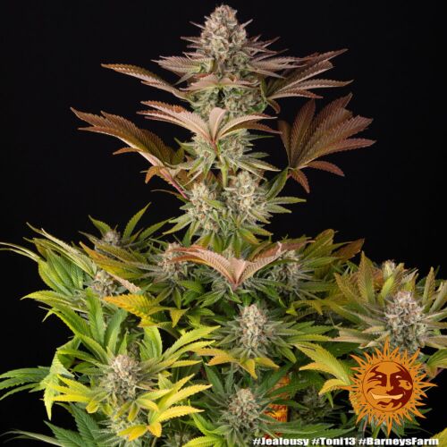 Jealousy - Barney's Farm