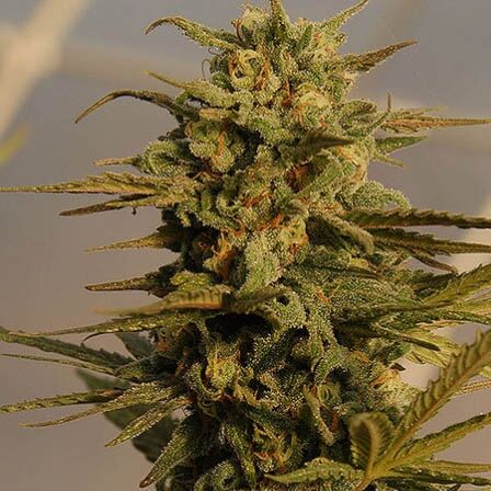 Julies Cookies Auto - Big Head Seeds