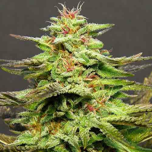 Julies Cookies - Big Head Seeds