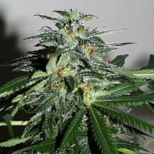 Cyber Cristal - KC Brains