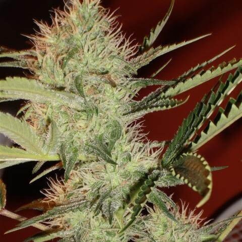 Kera Cheese  - Kera Seeds