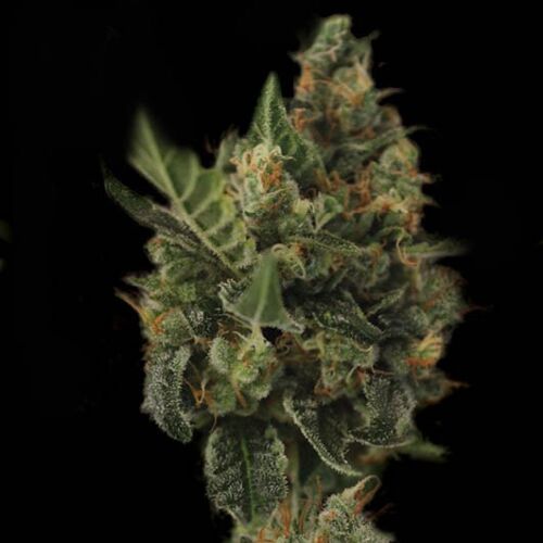 Kera Cherry Grapefruit - Kera Seeds