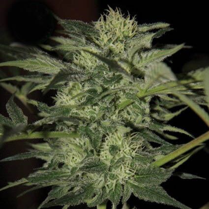 Kera Crazy Bud Auto - Kera Seeds