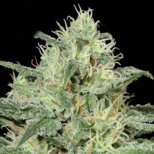 Kera Critical - Kera Seeds