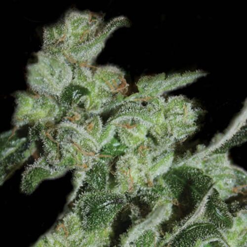 Kera Pineapple Sativa - Kera Seeds