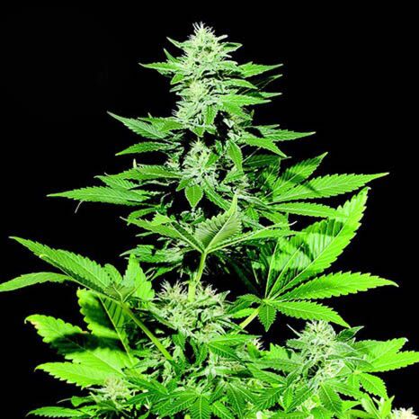 Kera White Widow - Kera Seeds