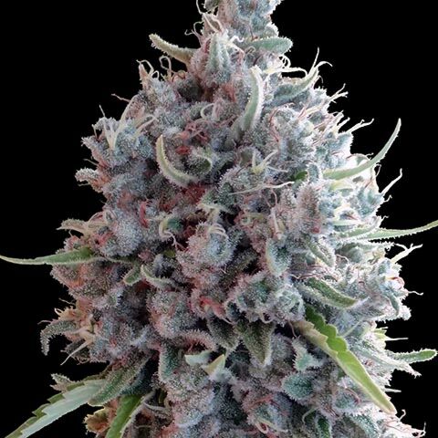 Killer A5 Haze - Ace Seeds