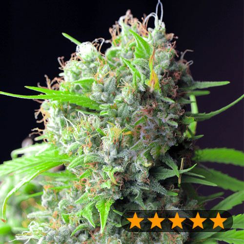 Killer Kush F1 Early Harvest - PowerStrains