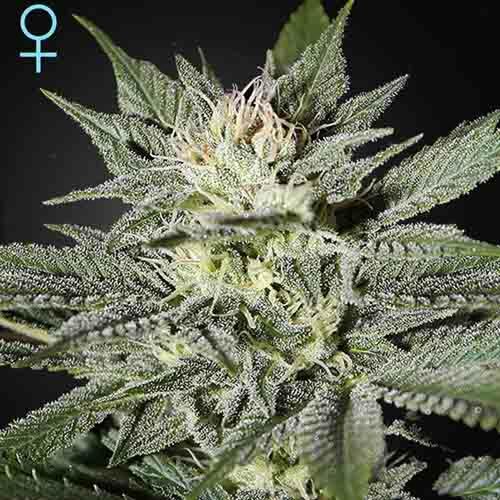 King's Kush CBD - Green House Seeds