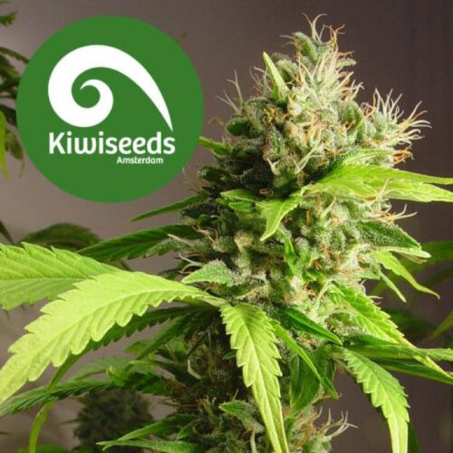 Mako Haze - Kiwi Seeds