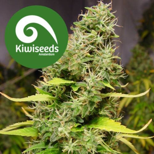 White Island - Kiwi Seeds