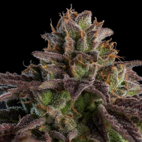 KMintZ - Ripper Seeds