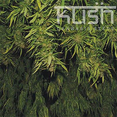 Afghani Kush - Kush Cannabis Seeds