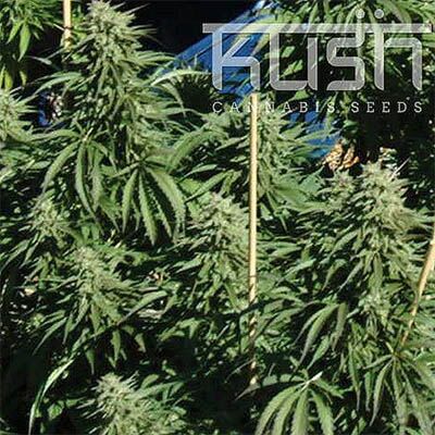 Diesel Kush - Kush Cannabis Seeds