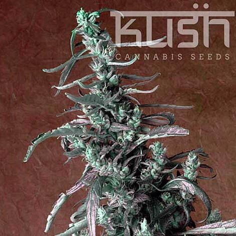 Haze Kush - Kush Cannabis Seeds