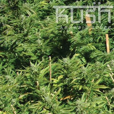 Lemon Kush - Kush Cannabis Seeds