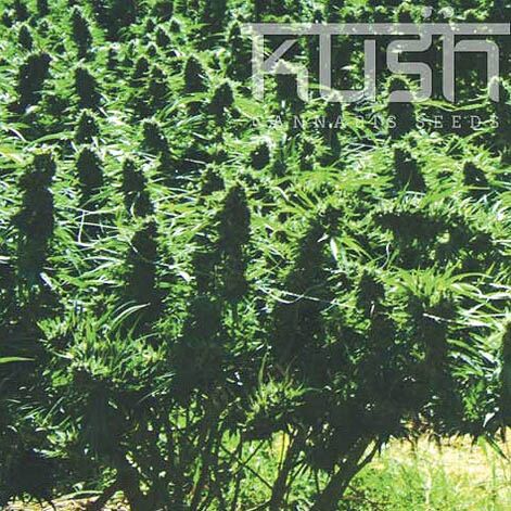 Sweet Kush - Kush Cannabis Seeds