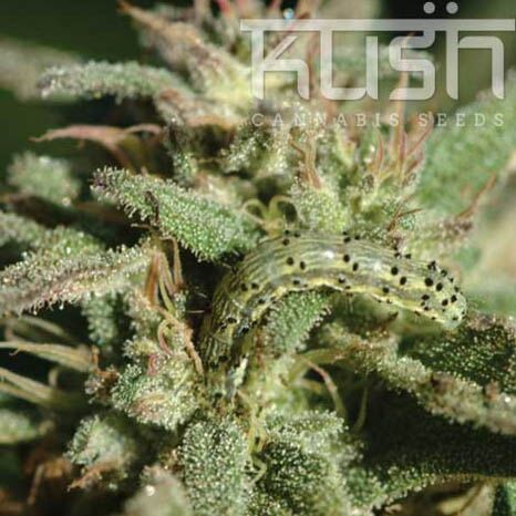 White Kush - Kush Cannabis Seeds