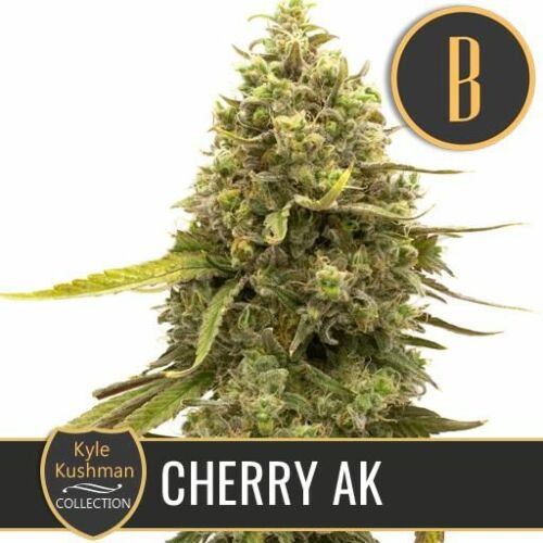 Kyle's Cherry AK - Blimburn Seeds