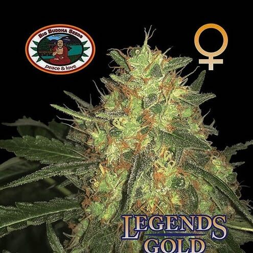 Legends Gold - Big Buddha Seeds