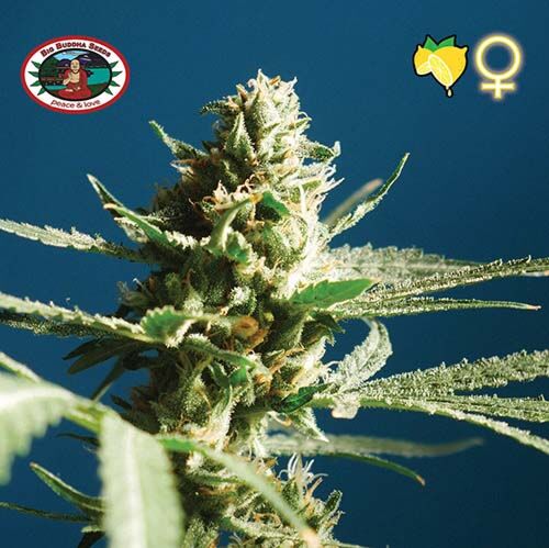 Lemon Cake - Big Buddha Seeds