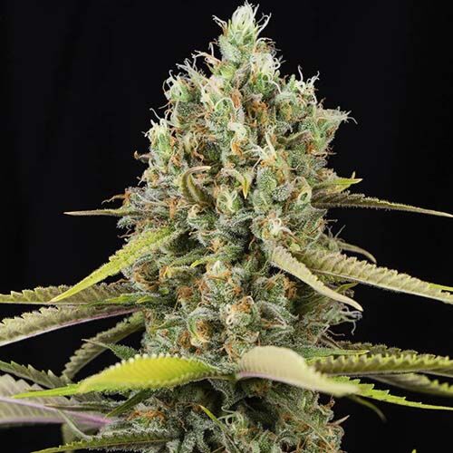 Lemon King - Eva Female Seeds