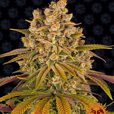 Lemon Tree - Barney's Farm