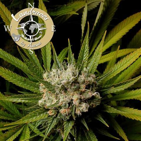 Malawi Gold - Anesia Seeds