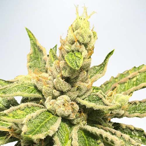 Mamacita's Cookies - Ministry of Cannabis