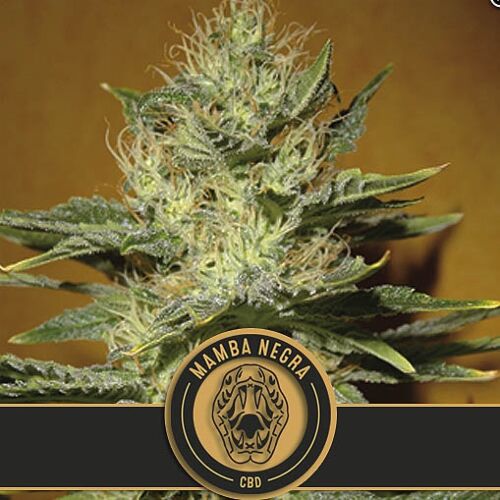 Mamba Negra CBD - Blimburn Seeds