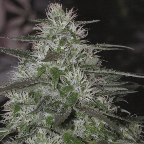 White Magic - Mandala Seeds