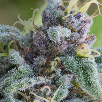 Mataro Blue - Bulldog Seeds