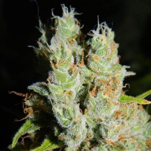 Medical Buddha - Kera Seeds