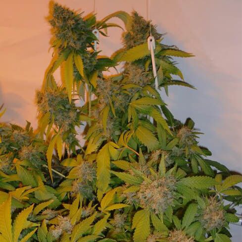1024 - Medical Seeds