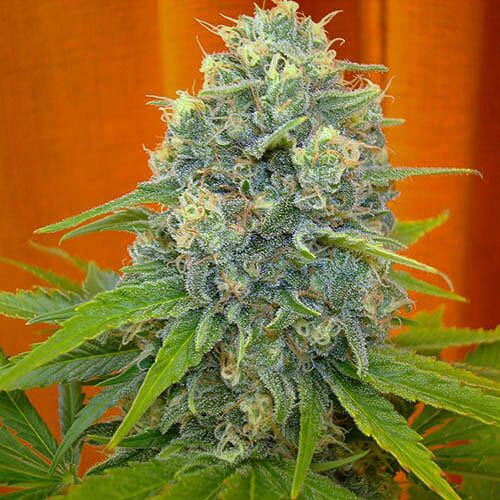 Channel+ - Medical Seeds