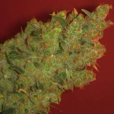 Jack La Mota - Medical Seeds