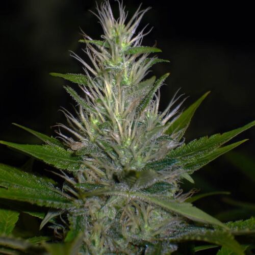 Malakoff - Medical Seeds