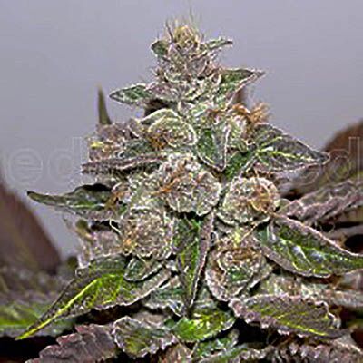 Mendocino Purple Kush - Medical Seeds