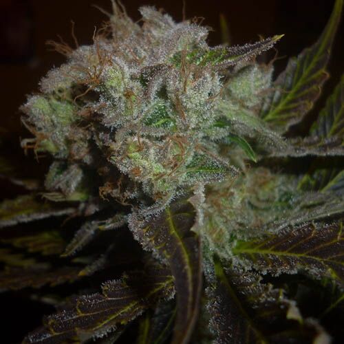 Prozack - Medical Seeds
