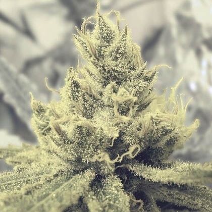 Y Griega - Medical Seeds