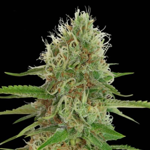 Medical White Widow - Kera Seeds