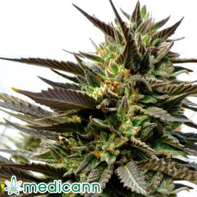 Blue Blood - Medicann Seeds