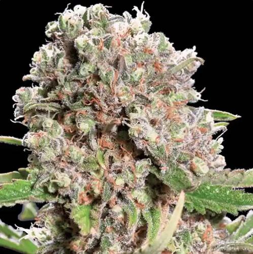 Chong's Choice - Mendocino Skunk - Paradise Seeds